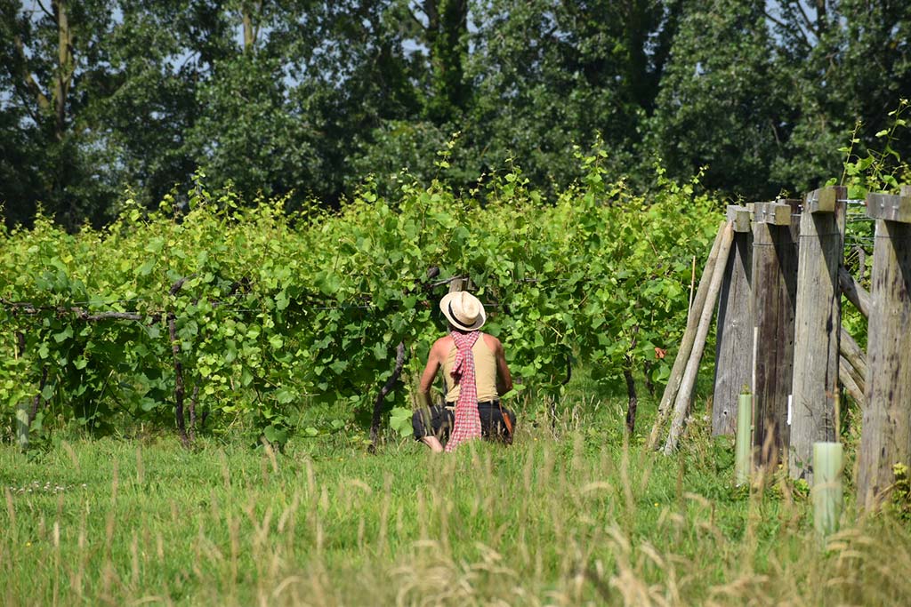 Wraxall vineyard Somerset being tended by Stevie
