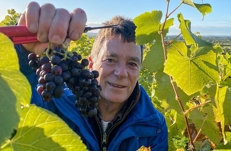 David Bailey present owner of Wraxall in the vines during harvest 2021